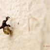 079 LOANGO 2 Iguela-Rabi Check-Point Nord Insecta Heterocera 15E5K3IMG_108116wtmk.jpg