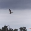 055 Riviere MPIVIE Oiseau Pelican Gris Pelecanus rufescens en Vol 12E5K2IMG_78436wtmk.jpg
