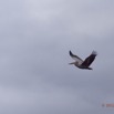 056 Riviere MPIVIE Oiseau Pelican Gris Pelecanus rufescens en Vol 12E5K2IMG_78437awtmk.jpg