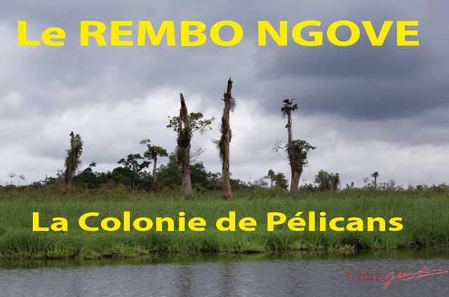 008 Titre Photos Rembo Ngove Pelicans-01.jpg