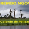 008 Titre Photos Rembo Ngove Pelicans-01.jpg