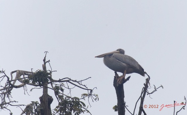 012 LOANGO Riviere Rembo Ngove Colonie de Pelican Gris Pelecanus rufescens 12E5K2IMG_78483wtmk.jpg