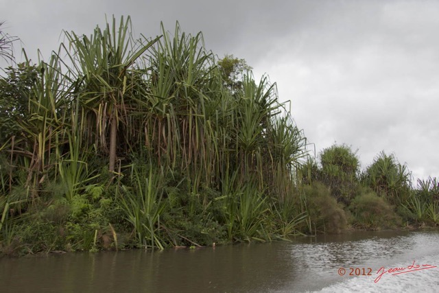 029 LOANGO Riviere Rembo Ngove Pandanacea Pandanus candelabrum 12E5K2IMG_78533wtmk.jpg