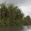 029 LOANGO Riviere Rembo Ngove Pandanacea Pandanus candelabrum 12E5K2IMG_78533wtmk.jpg