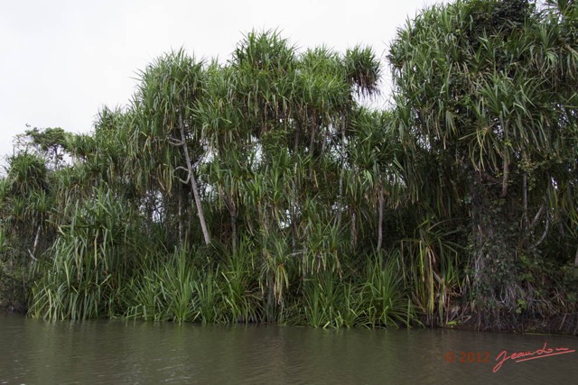 030 LOANGO Riviere Rembo Ngove Pandanacea Pandanus candelabrum 12E5K2IMG_78536wtmk.jpg