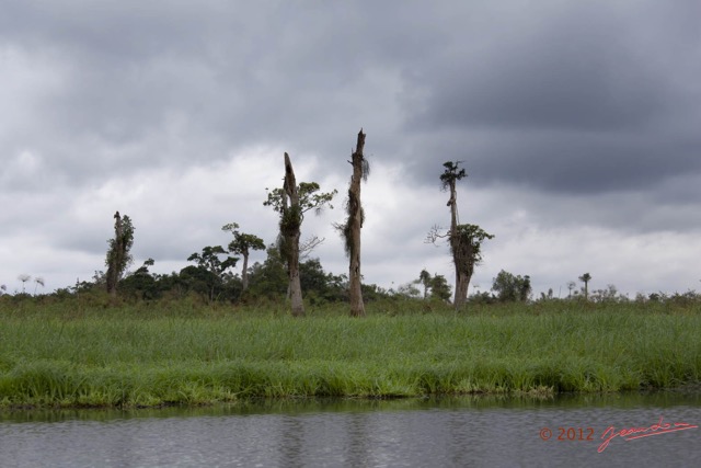 037 LOANGO Riviere Rembo Ngove Berge avec Arbres Morts 12E5K2IMG_78552wtmk.jpg