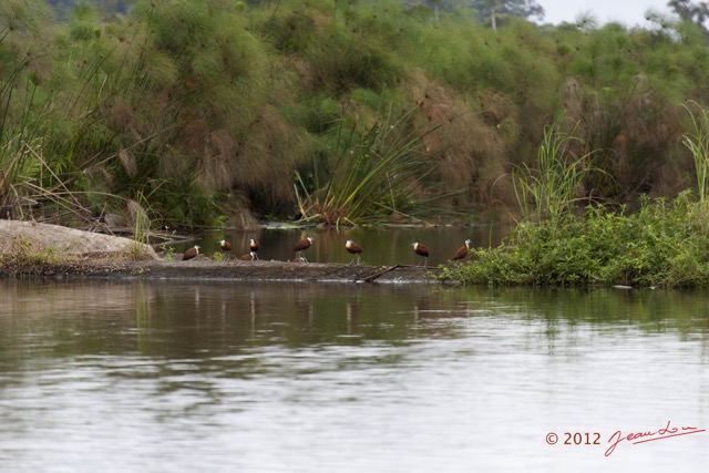 039 LOANGO Riviere Rembo Ngove Oiseau Jacana a Poitrine Doree Actophilornis africana 12E5K2IMG_78556wtmk.jpg