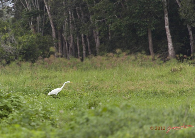 040 LOANGO Riviere Rembo Ngove Oiseau Grande Aigrette Egretta alba 12E5K2IMG_78562wtmk.jpg