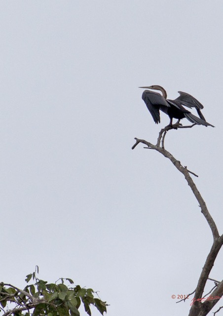 041 LOANGO Riviere Rembo Ngove Oiseau Anhinga Afrique Anhinga rufa 12E5K2IMG_78569wtmk.jpg