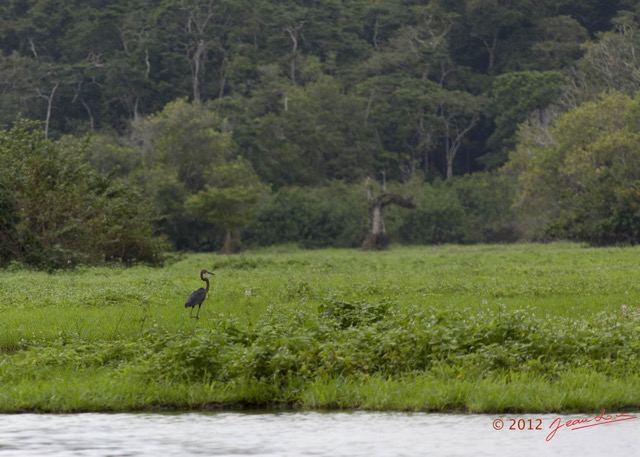 044 LOANGO Riviere Rembo Ngove Oiseau Heron Goliath Ardea goliath 12E5K2IMG_78577wtmk.jpg