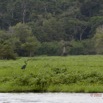 044 LOANGO Riviere Rembo Ngove Oiseau Heron Goliath Ardea goliath 12E5K2IMG_78577wtmk.jpg