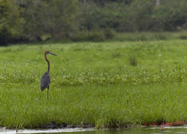 045 LOANGO Riviere Rembo Ngove Oiseau Heron Goliath Ardea goliath 12E5K2IMG_78580wtmk.jpg