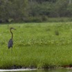 045 LOANGO Riviere Rembo Ngove Oiseau Heron Goliath Ardea goliath 12E5K2IMG_78580wtmk.jpg