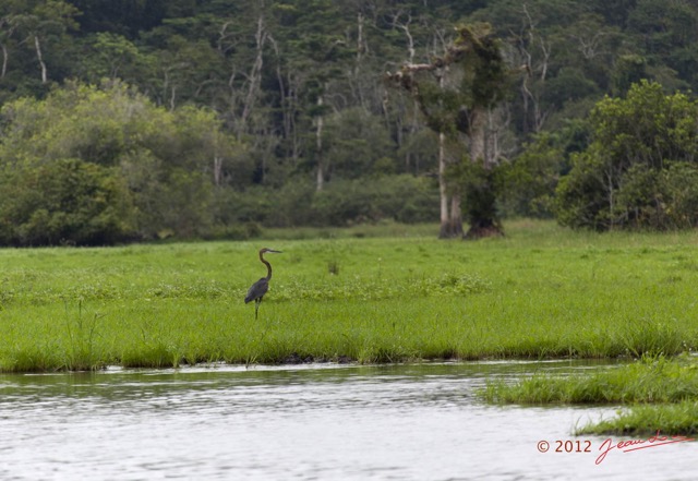 046 LOANGO Riviere Rembo Ngove Oiseau Heron Goliath Ardea goliath 12E5K2IMG_78581wtmk.jpg