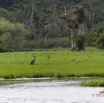 046 LOANGO Riviere Rembo Ngove Oiseau Heron Goliath Ardea goliath 12E5K2IMG_78581wtmk.jpg