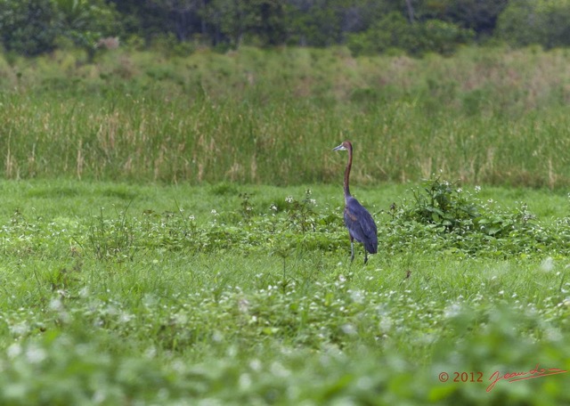 047 LOANGO Riviere Rembo Ngove Oiseau Heron Goliath Ardea goliath 12E5K2IMG_78585wtmk.jpg