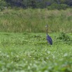 047 LOANGO Riviere Rembo Ngove Oiseau Heron Goliath Ardea goliath 12E5K2IMG_78585wtmk.jpg