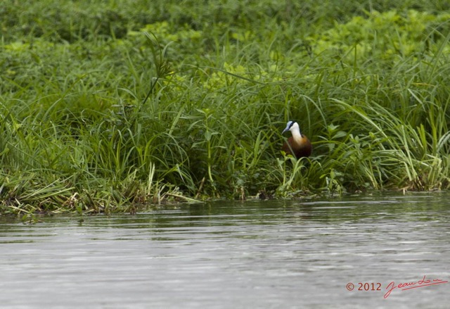 049 LOANGO Riviere Rembo Ngove Oiseau Jacana a Poitrine Doree Actophilornis africana 12E5K2IMG_78588wtmk.jpg