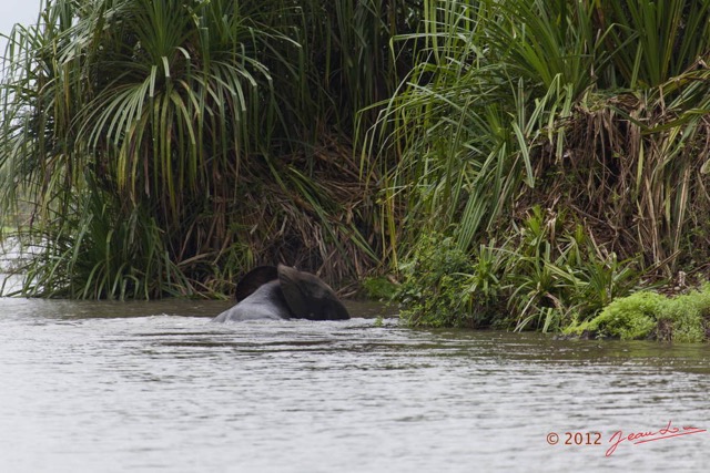 052 LOANGO Riviere Rembo Ngove Elephant Traversant 12E5K2IMG_78593wtmk.jpg