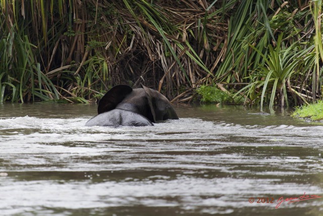 053 LOANGO Riviere Rembo Ngove Elephant Traversant 12E5K2IMG_78596wtmk.jpg