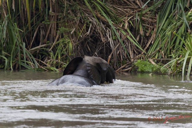 054 LOANGO Riviere Rembo Ngove Elephant Traversant 12E5K2IMG_78598wtmk.jpg