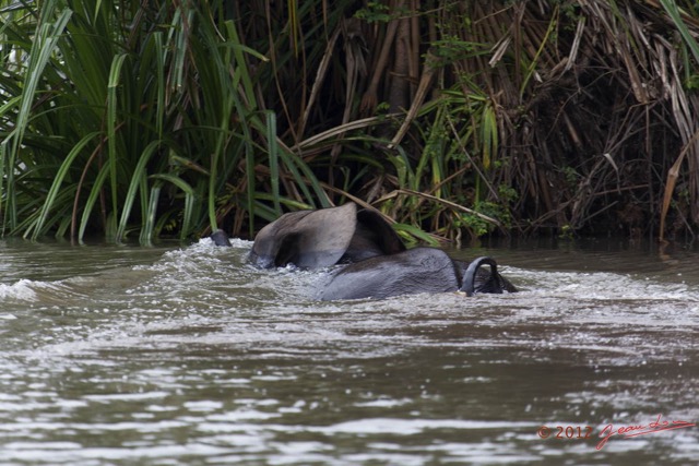 055 LOANGO Riviere Rembo Ngove Elephant Traversant 12E5K2IMG_78599wtmk.jpg