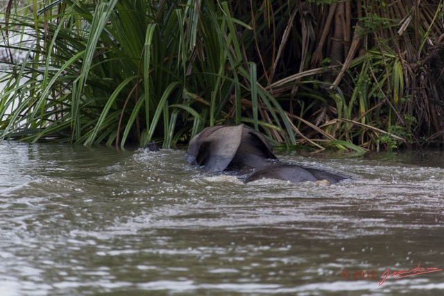 056 LOANGO Riviere Rembo Ngove Elephant Traversant 12E5K2IMG_78600wtmk.jpg