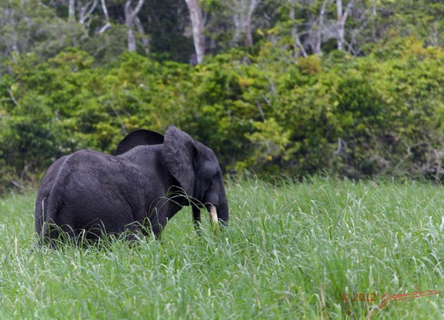 067 LOANGO Riviere Rembo Ngove Elephant Loxodonta africana cyclotis 12E5K2IMG_78643wtmk.jpg