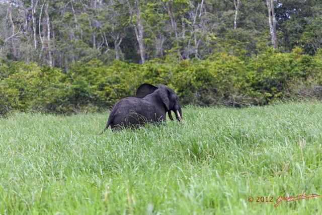 068 LOANGO Riviere Rembo Ngove Elephant Loxodonta africana cyclotis 12E5K2IMG_78644wtmk.jpg