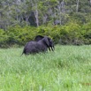 068 LOANGO Riviere Rembo Ngove Elephant Loxodonta africana cyclotis 12E5K2IMG_78644wtmk.jpg