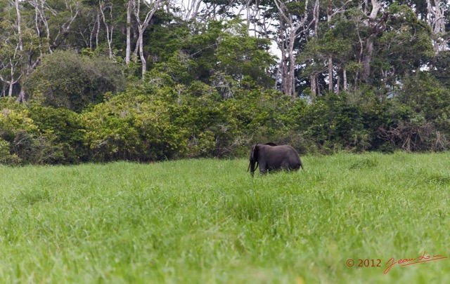 069 LOANGO Riviere Rembo Ngove Elephant Loxodonta africana cyclotis 12E5K2IMG_78647wtmk.jpg