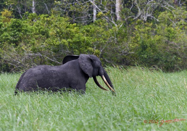 070 LOANGO Riviere Rembo Ngove Elephant Loxodonta africana cyclotis 12E5K2IMG_78653wtmk.jpg