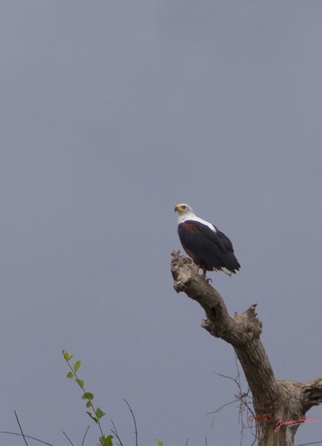 071 LOANGO Riviere Rembo Ngove Oiseau Pygargue Vocifere Haliaeetus vocifer 12E5K2IMG_78655awtmk.jpg