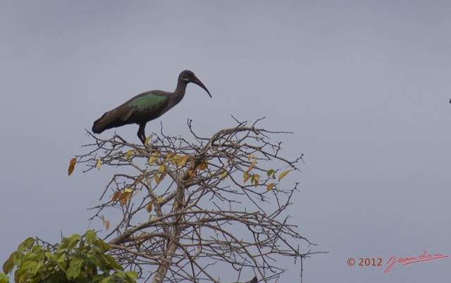 078 LOANGO Riviere Rembo Ngove Oiseau Ibis Hagedash Bostrychia hagedash 12E5K2IMG_78674awtmk.jpg