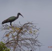 078 LOANGO Riviere Rembo Ngove Oiseau Ibis Hagedash Bostrychia hagedash 12E5K2IMG_78674awtmk.jpg