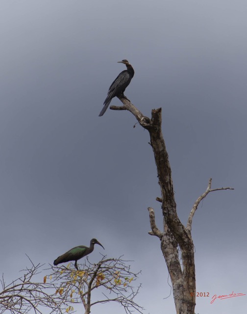 080 LOANGO Riviere Rembo Ngove Oiseau Anhinga Afrique Anhinga rufa 12E5K2IMG_78676wtmk.jpg