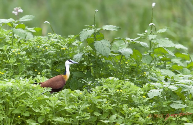 082 LOANGO Riviere Rembo Ngove Oiseau Jacana a Poitrine Doree Actophilornis africana 12E5K2IMG_78683wtmk.jpg