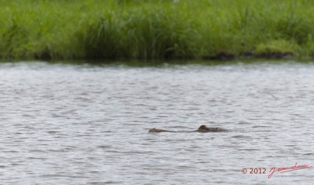 083 LOANGO Riviere Rembo Ngove Reptile Faux-Gavial Crocodylus cataphractus 12E5K2IMG_78687wtmk.jpg