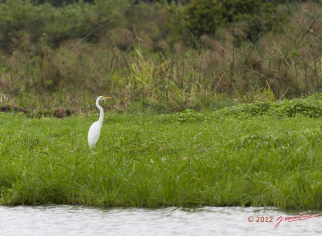 084 LOANGO Riviere Rembo Ngove Oiseau Grande Aigrette Egretta alba 12E5K2IMG_78689wtmk.jpg