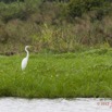 084 LOANGO Riviere Rembo Ngove Oiseau Grande Aigrette Egretta alba 12E5K2IMG_78689wtmk.jpg