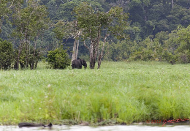 090 LOANGO Riviere Rembo Ngove Elephant Loxodonta africana cyclotis 12E5K2IMG_78713wtmk.jpg