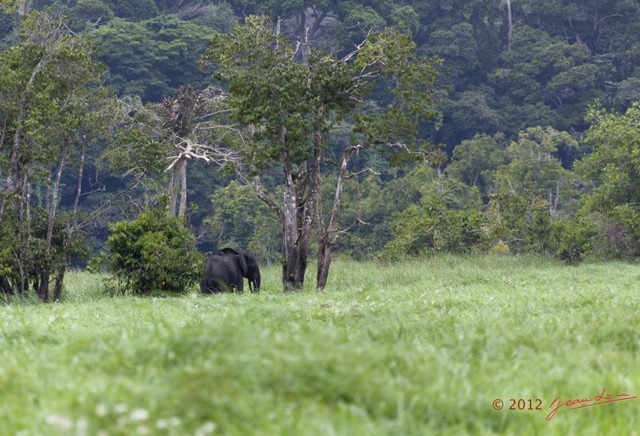 092 LOANGO Riviere Rembo Ngove Elephant Loxodonta africana cyclotis 12E5K2IMG_78723wtmk.jpg