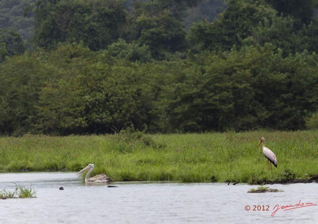 094 LOANGO Riviere Rembo Ngove Oiseau Pelican Gris et Tantale Ibis 12E5K2IMG_78728wtmk.jpg