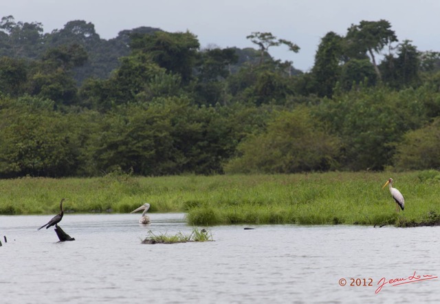 095 LOANGO Riviere Rembo Ngove Oiseaux Anhinga Afrique Pelican Gris et Tantale Ibis 12E5K2IMG_78731wtmk.jpg