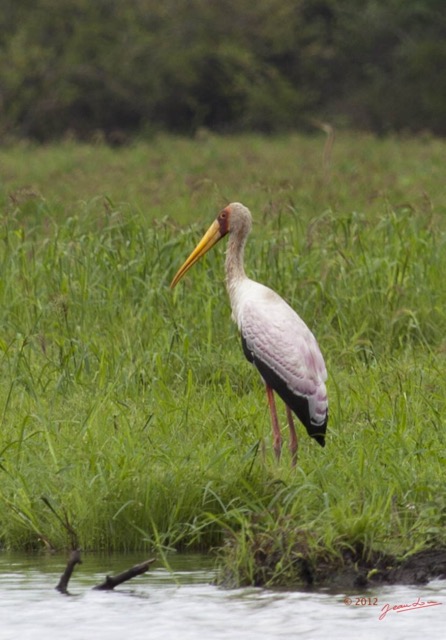 096 LOANGO Riviere Rembo Ngove Oiseau Tantale Ibis Mycteria ibis 12E5K2IMG_78735wtmk.jpg