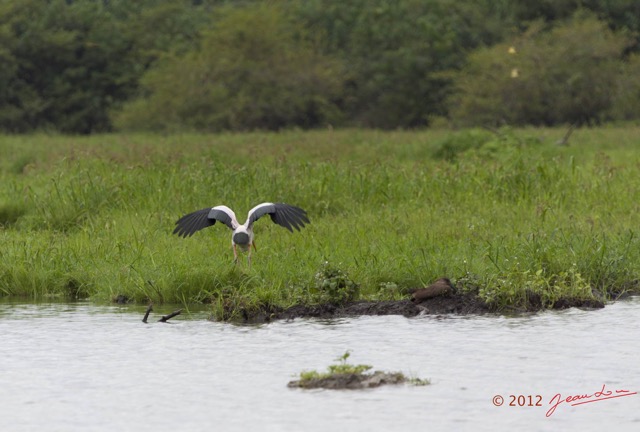 097 LOANGO Riviere Rembo Ngove Oiseau Tantale Ibis Mycteria ibis en Vol 12E5K2IMG_78736wtmk.jpg