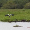 097 LOANGO Riviere Rembo Ngove Oiseau Tantale Ibis Mycteria ibis en Vol 12E5K2IMG_78736wtmk.jpg