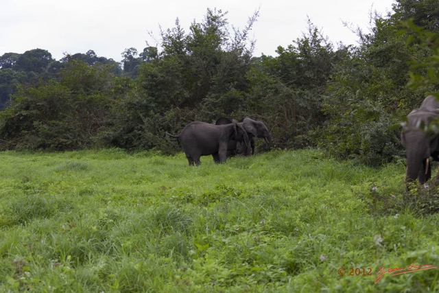 101 LOANGO Riviere Rembo Ngove Famille Elephants sur la Berge 12E5K2IMG_78743wtmk.jpg