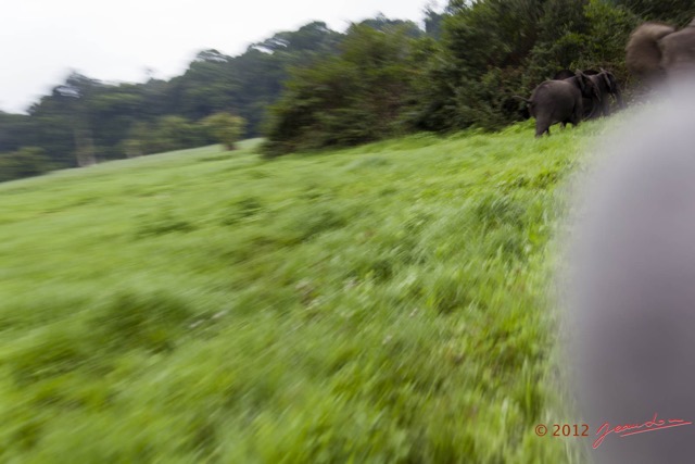 102 LOANGO Riviere Rembo Ngove Famille Elephants et Charge de la Mere 12E5K2IMG_78744wtmk.jpg