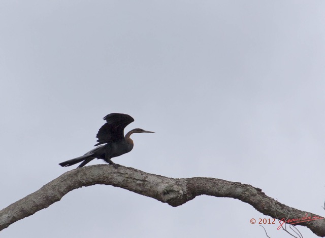 105 LOANGO Riviere Rembo Ngove Oiseau Anhinga Afrique Anhinga rufa 12E5K2IMG_78748wtmk.jpg